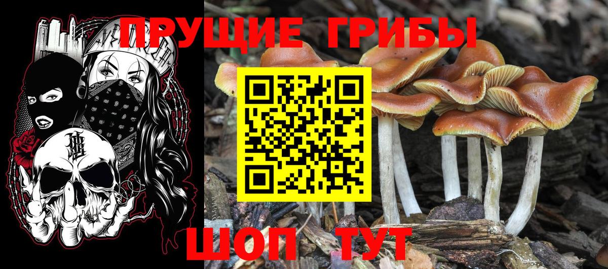 Галлюциногенные грибы Psilocybe Гатчина