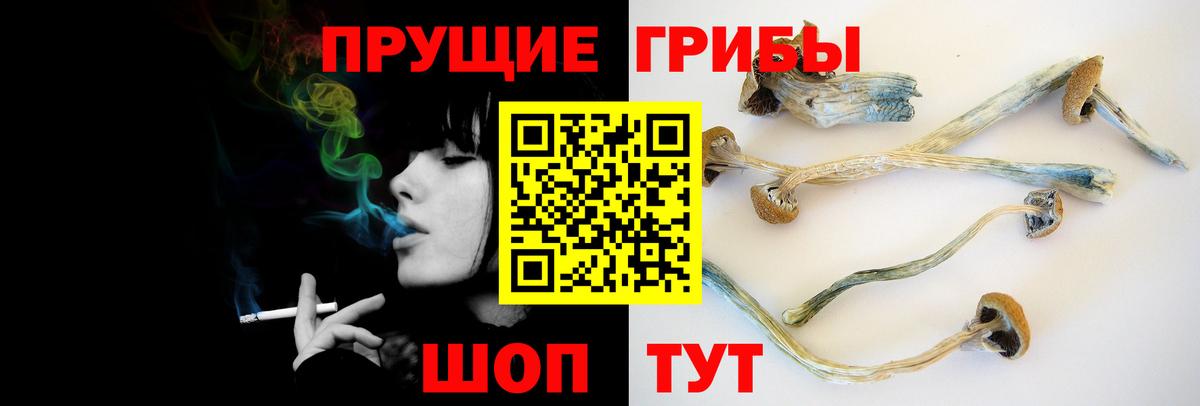 Гатчина  Псилоцибиновые грибы GOLDEN TEACHER  Вход с VPN 
